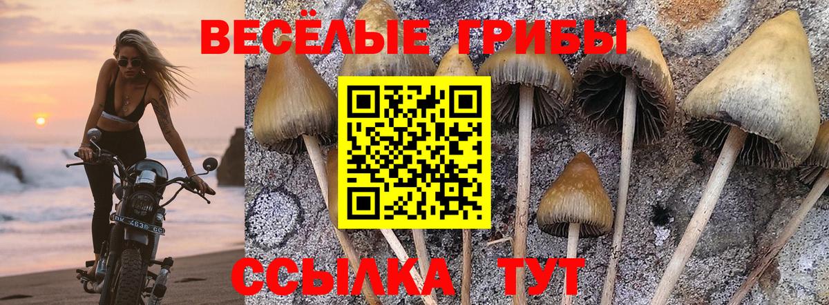Чита  Галлюциногенные грибы ЛСД  Вход с VPN 